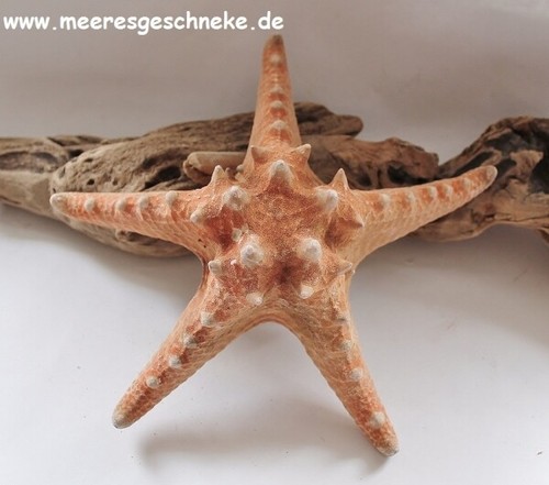 Maritime deko noppen - maritime, noppen-seestern