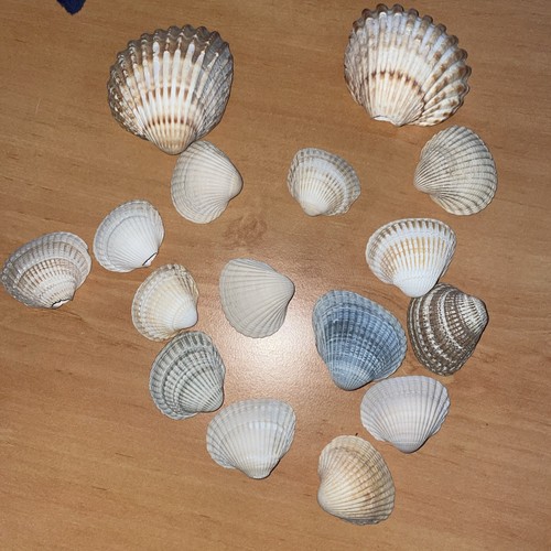 Maritime dekoration - maritime,