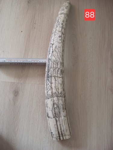 Großer scrimshaw walrosszahn - scrimshaw,