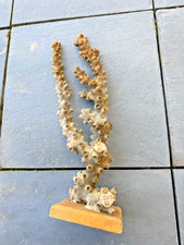 Großes Korallen-Dekostück